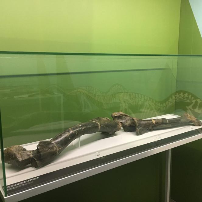Exposição Entre Dinossáurios