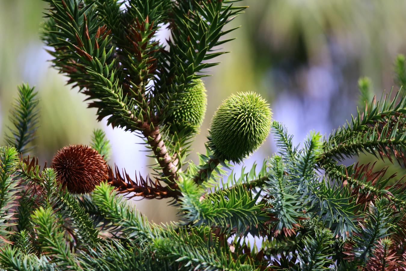 Araucaria angustifolia