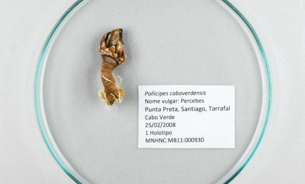 Percebes | Espécime tipo da espécie Pollicipes caboverdensis 